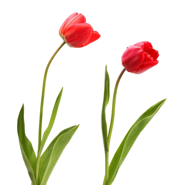 Червоні тюльпани — стокове фото