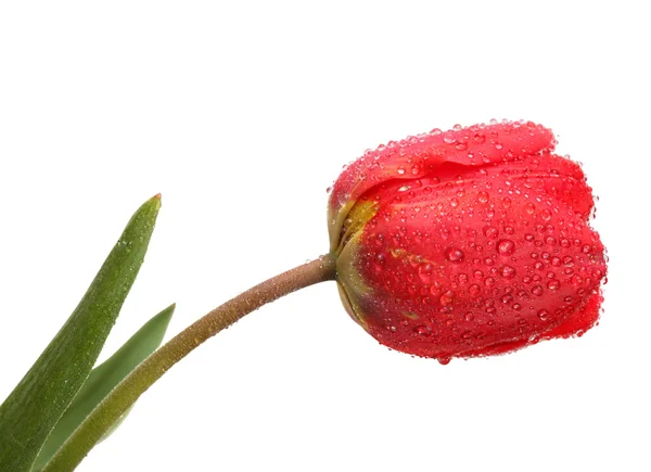 A vízcseppek piros tulipán — Stock Fotó