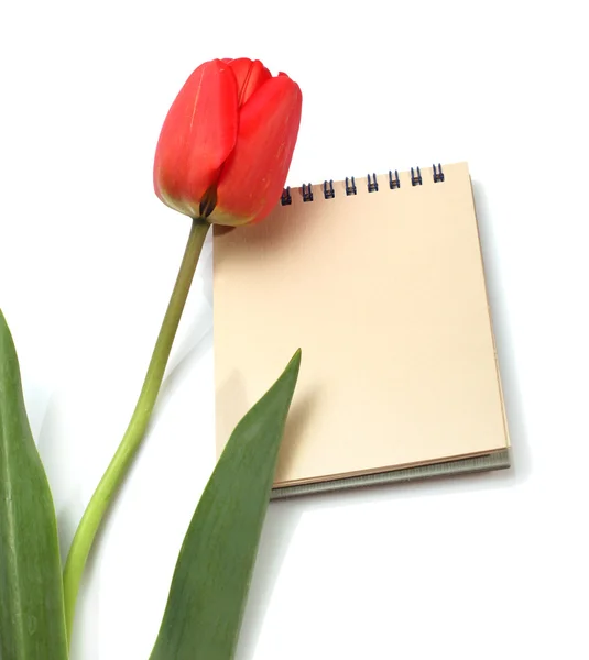 Tulipa vermelha e bloco de notas — Fotografia de Stock