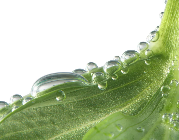 Hoja verde con gotas de agua —  Fotos de Stock