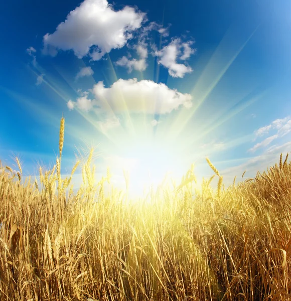 Trigo trigo bajo el cielo azul — Foto de Stock
