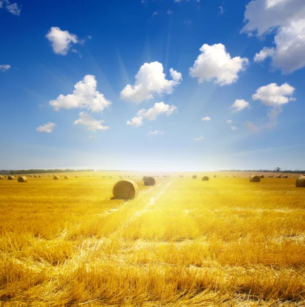 Haystack on the meadow in summer — Stock Photo, Image
