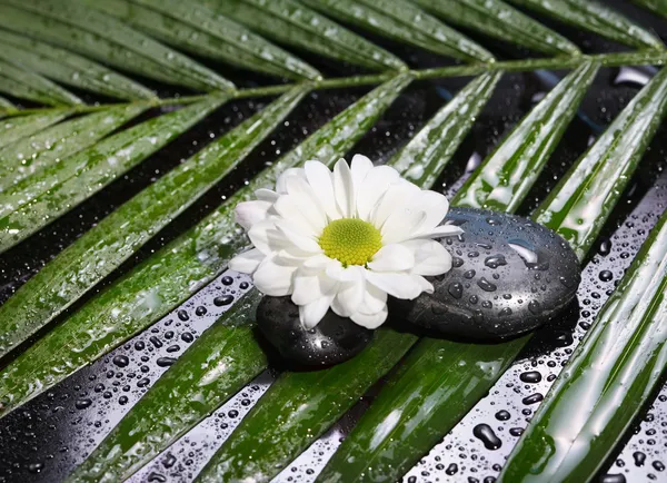 Blomma, sten och gröna blad — Stockfoto