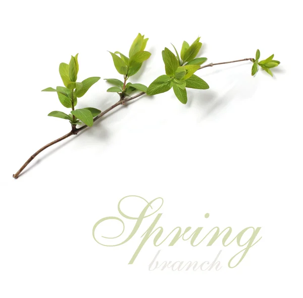 Spring branch — Stock Photo, Image