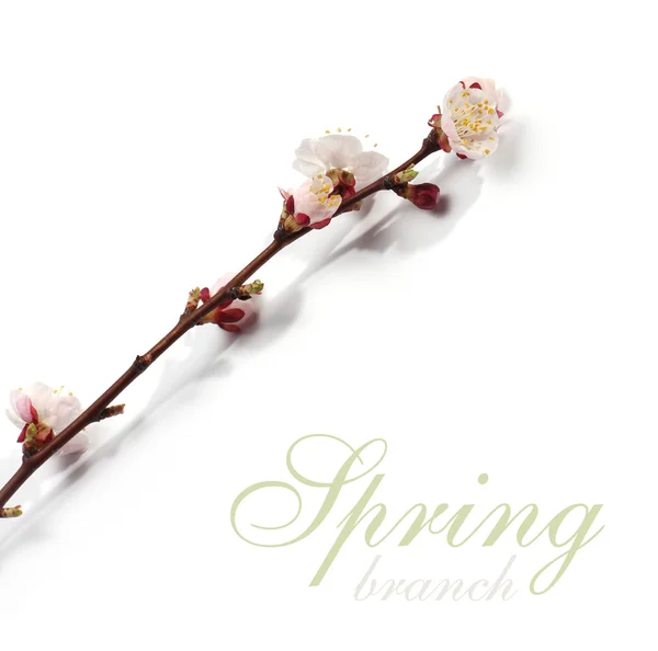 Spring branch — Stock Photo, Image
