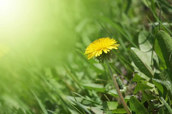 Păpădie în iarbă verde — Fotografie, imagine de stoc
