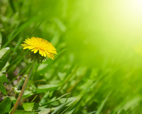 stock image Dandelion in green grass