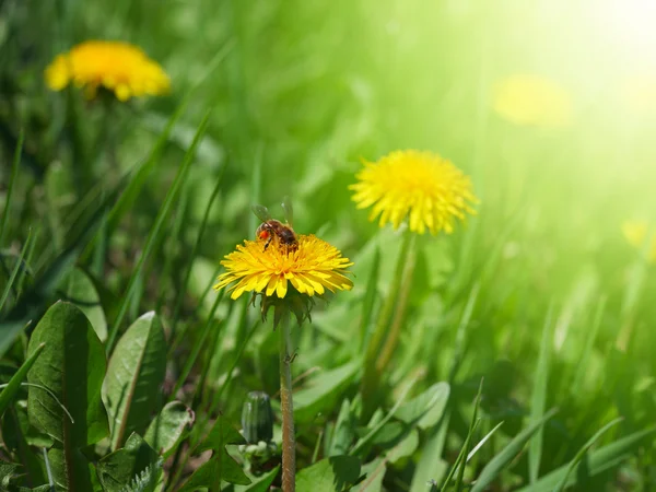 Dandelion in green grass — Stock Photo, Image