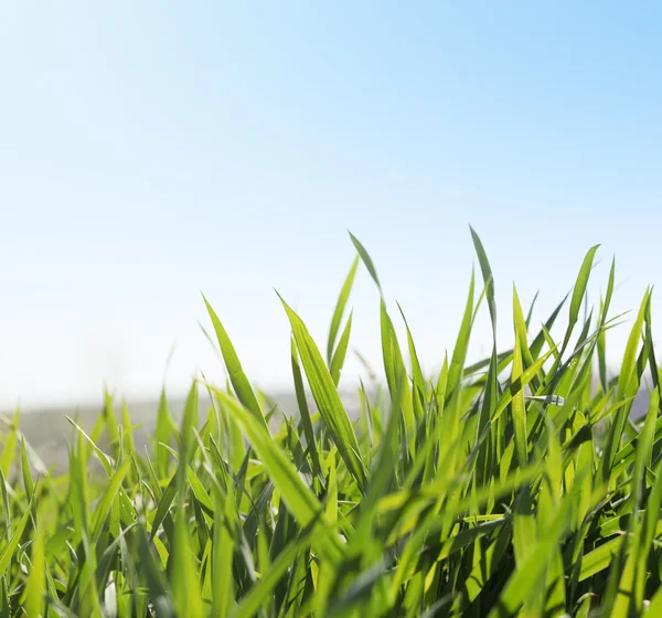 Green grass and sky — Stock Photo, Image