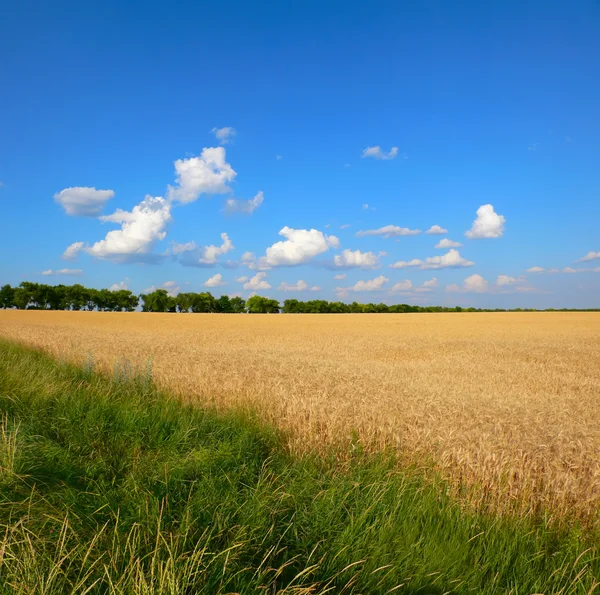 Pole i niebo pszenicy — Zdjęcie stockowe