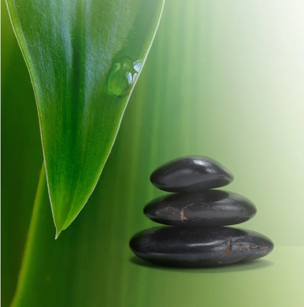 Green leaf and stones — Stok fotoğraf