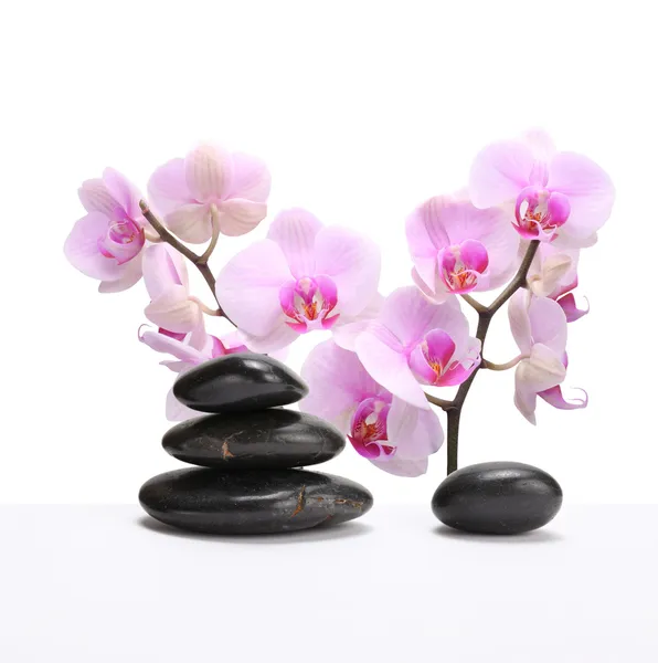 Flor de orquídea com pedra — Fotografia de Stock