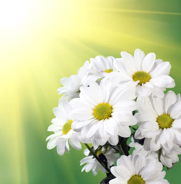 Chamomile flower on green — Stock Photo, Image