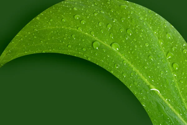 Πράσινο φύλλο με σταγόνες νερού — Φωτογραφία Αρχείου