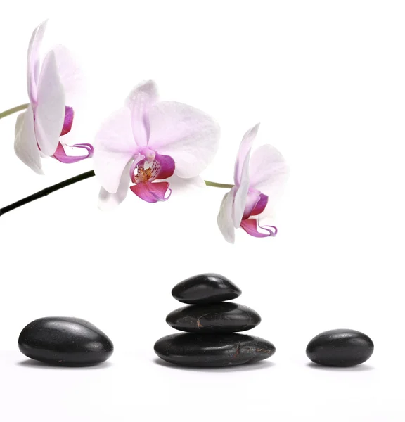 Flor de orquídea e pedras no branco — Fotografia de Stock
