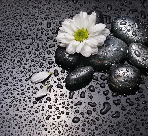 Black stones and white camomile — Stock Photo, Image