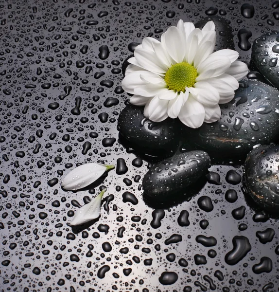 Chamomile and black stones — Stock Photo, Image