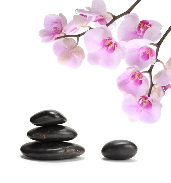 Orchid flower and stones — Stock Photo, Image