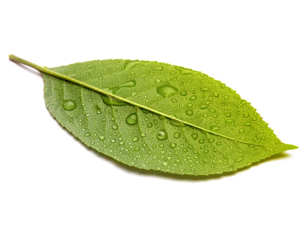 绿叶与水滴 免版税图库图片