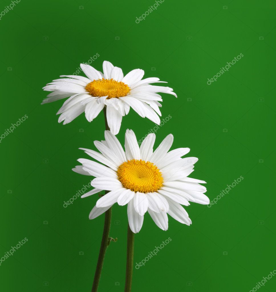 chamomile flower on green | 图库照片 08 liliia rudchenko