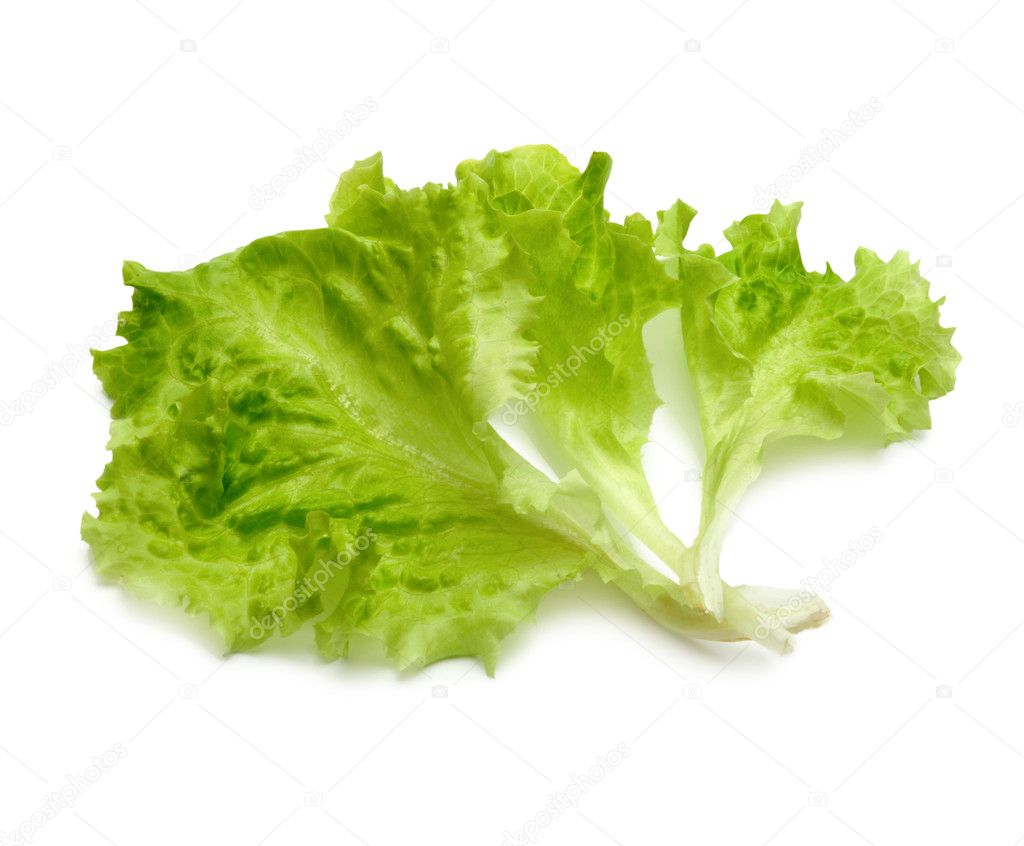 Fresh leaf of lettuce
