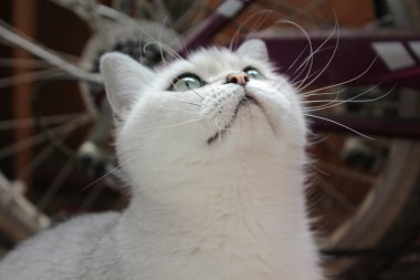 Cat looking upwards against a bicycle wheel clipart