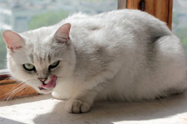 Licking lips cat on a window sill clipart