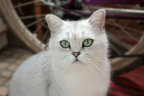 Кошка Против Велосипедного Колеса — стоковое фото