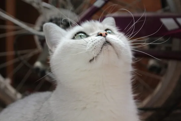 Kočka Dívá Nahoru Proti Jízdního Kola — Stock fotografie