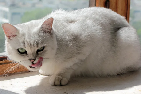 Лижущая Губы Кошка Подоконнике — стоковое фото