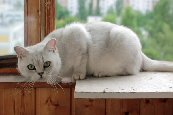 Охраняемая Кошка Подоконнике — стоковое фото