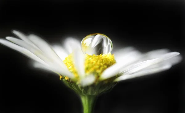 Μαργαρίτα λουλούδι Εικόνα Αρχείου