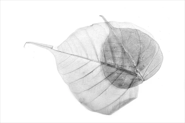 stock image Leaf structure