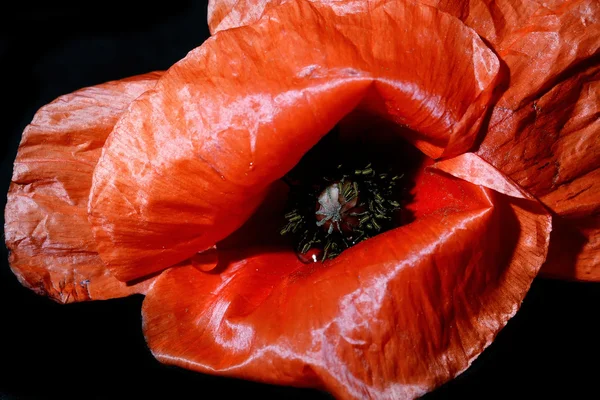 Closeup Red Poppy Drop Petal — Stock Photo, Image