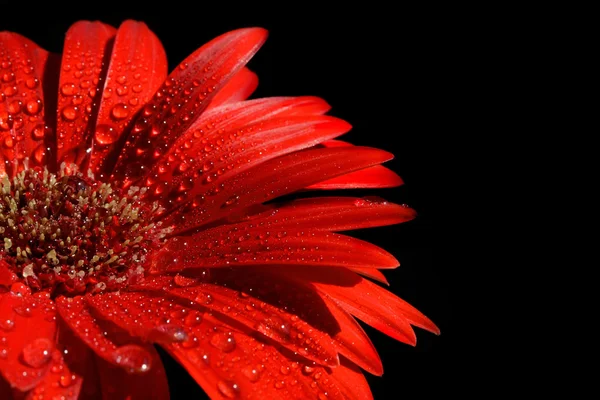 stock image Red gerbera in drops of water - one flower on black background