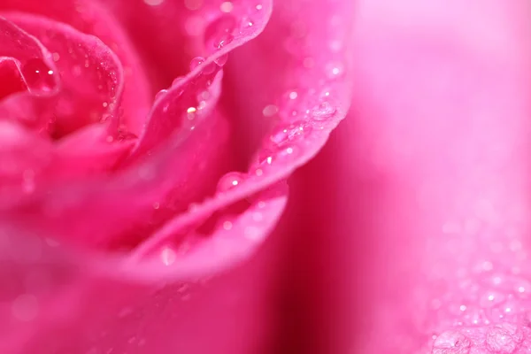 Różowa Róża Kropli Makro Bliska — Zdjęcie stockowe