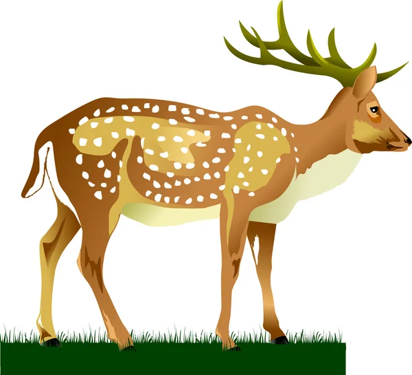 King deer — Stock Vector