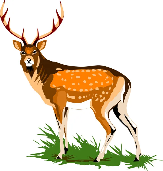 Královský jelen — Stockový vektor