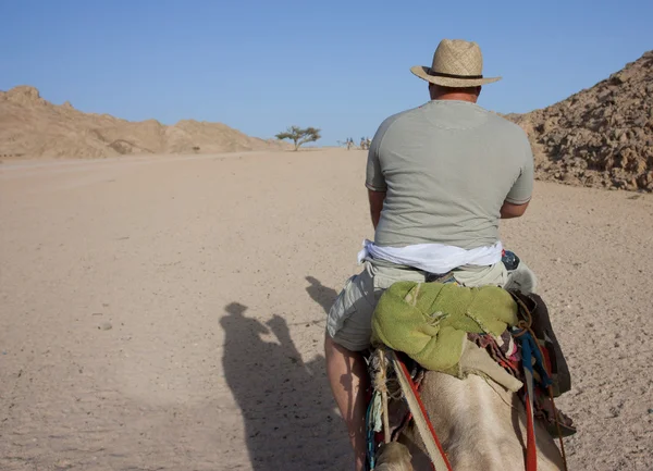 Homem montando um camelo visto por trás — Fotografia de Stock