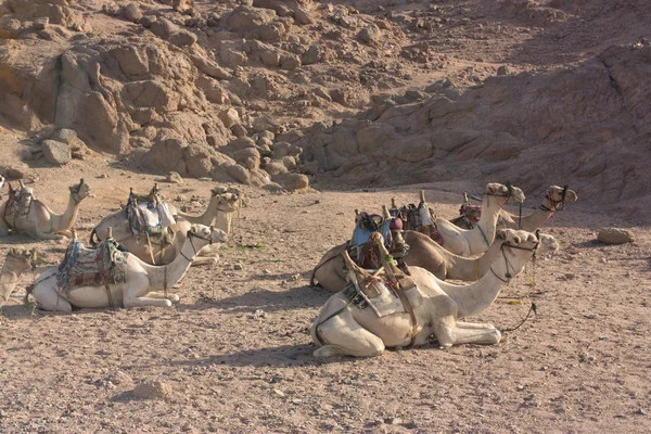Wielbłądy na pustyni — Zdjęcie stockowe