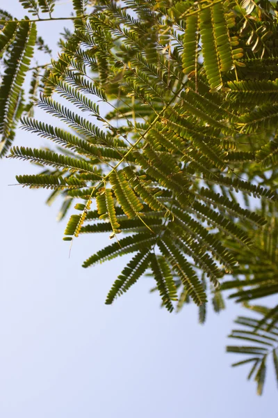 stock image Fern foliage against a blue sky