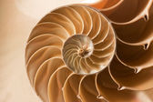 Close up nautilus shell pattern