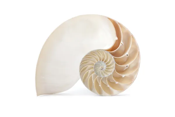 Shell Nautilus e famoso padrão geométrico — Fotografia de Stock