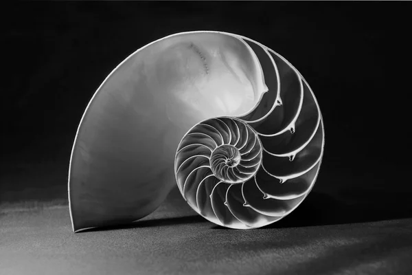 Czarno-białe nautilus powłoki z wzór geometryczny — Zdjęcie stockowe