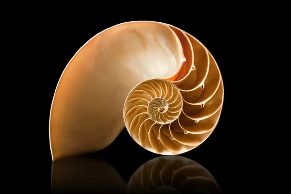 Nautilus concha sobre fondo negro — Foto de Stock