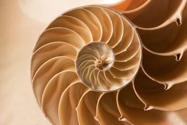 Cerrar patrón de concha nautilus — Foto de Stock