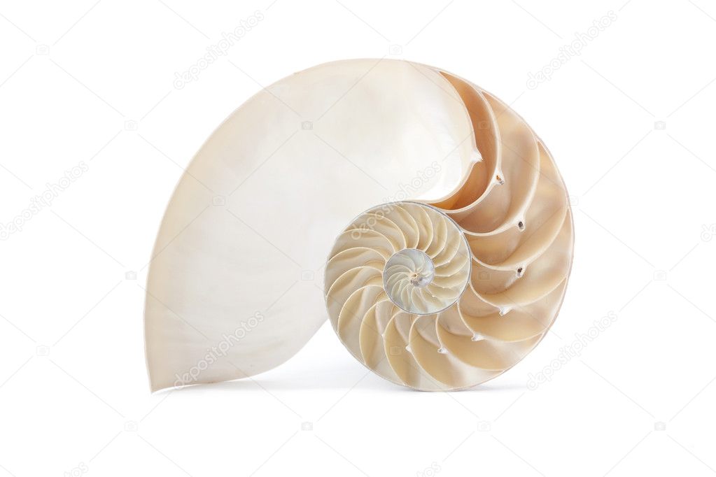 Nautilus shell and famous geometric pattern