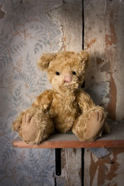 Lonely bear — Stock Photo, Image