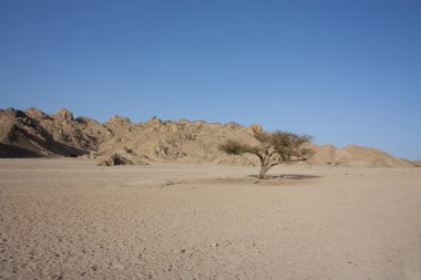 Single tree in the desert clipart