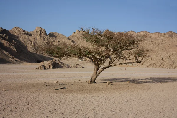 Барронне дерево в пустелі — стокове фото